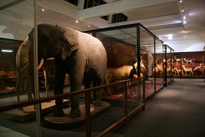 iziko-south-african-museum