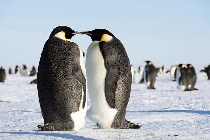 Kaiserpinguine in der Antarktik ©Flickr/Christopher.Michel
